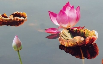 Đối diện với tham ái